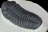 Detailed Austerops Trilobite - Beautiful Eyes #89518-3